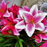 Amy Benham Chuseok 6 E1511186802101 150x150