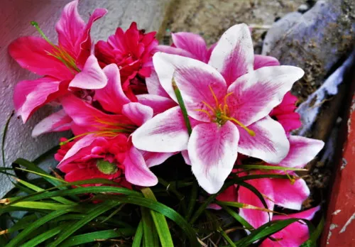 Amy Benham Chuseok 6 E1511186802101